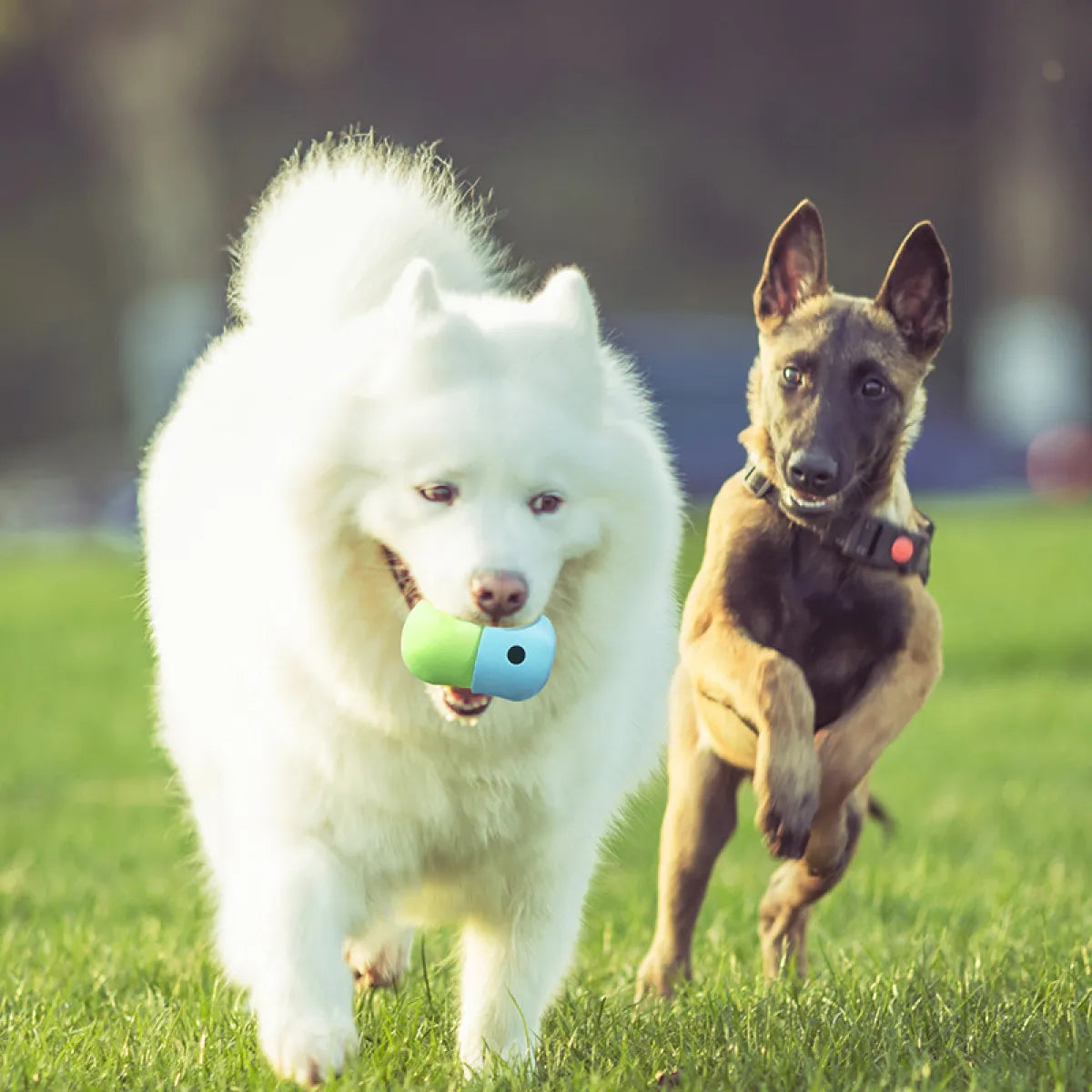 New 2-in-1 Dog Toy Ball